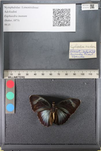 Media type: image;   Entomology 142752